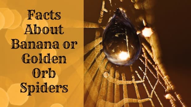 facts-about-banana-spiders-golden-orb-spiders