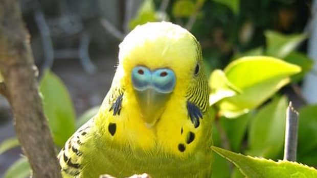 what-do-budgies-eat