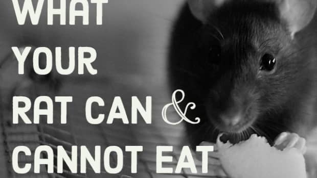 rat-nutritional-information-can-my-pet-rat-eat-this