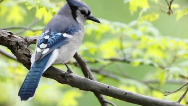 blue-jays-clever-mimics-of-the-bird-world