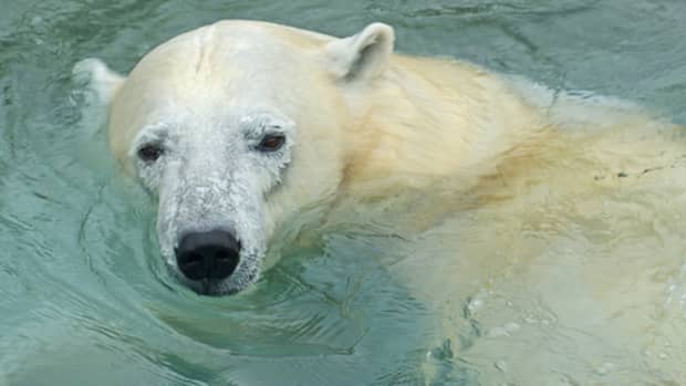 interesting-facts-about-polar-bears
