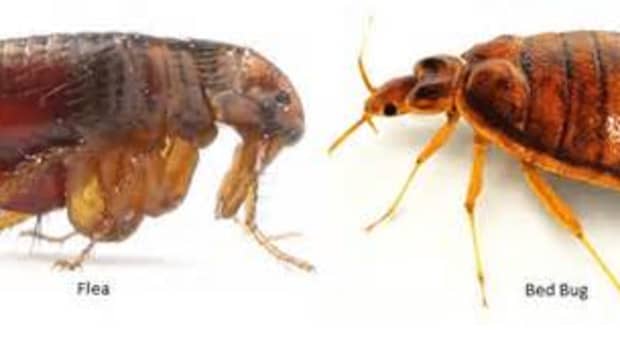 how-to-tell-between-fleas-and-bed-bugs-detection-prevention-and-treatment