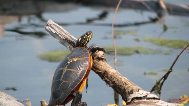 Pet Turtles for Kids: Should You Get One? - PetHelpful