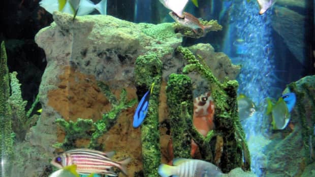 how-to-build-your-own-acrylic-aquarium