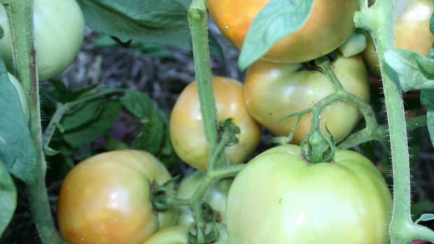 mulching-staking-pruning-your-way-to-better-tomato-plants