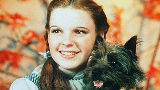 what-dog-played-toto-dorothys-pet-on-the-wizard-of-oz