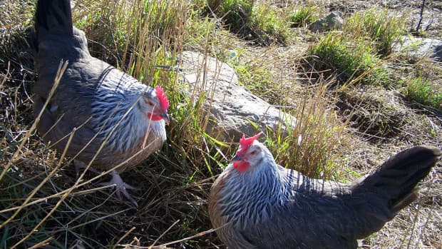 silver-grey-dorkings-rare-heritage-chicken-poultry-breed-breeds