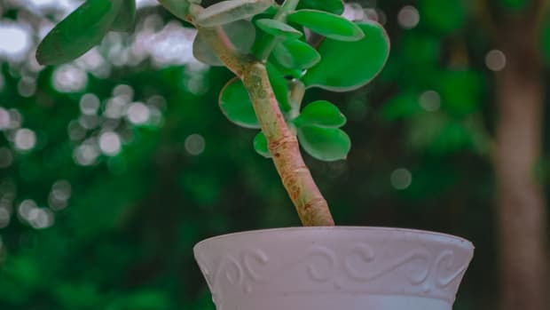 jade-plant-crassula-ovata