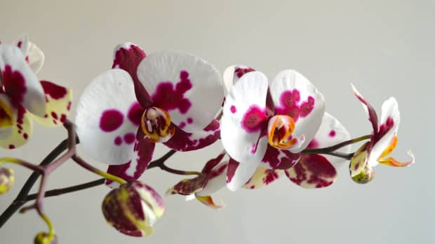 what-to-do-if-an-orchid-stem-breaks