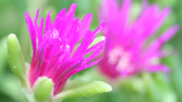 the-hardy-ice-plant-a-garden-favorite