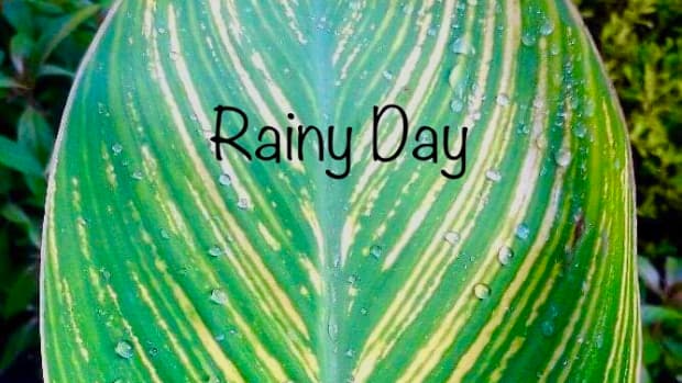 rainy-dayhaiku