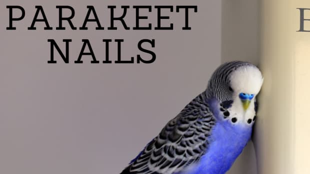 how-to-clip-a-parakeets-claws