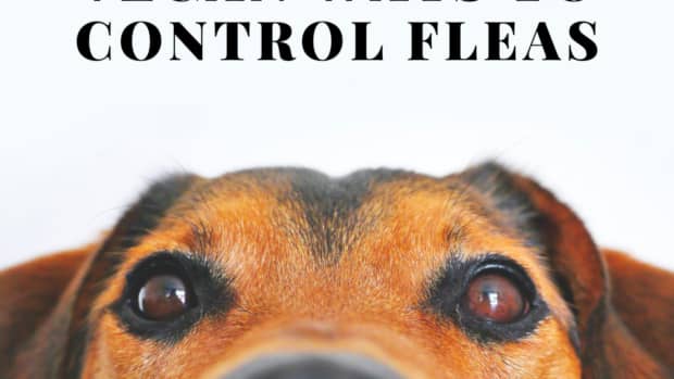 nontoxic-natural-flea-control