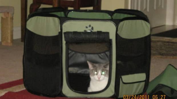 a-great-way-to-travel-and-move-across-country-with-cats