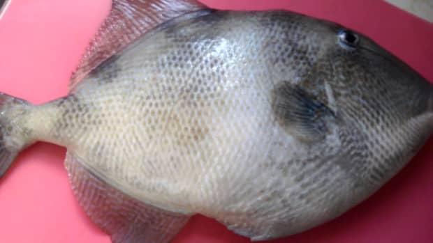 catch-trigger-fish-in-the-new-jersey-shore-bay