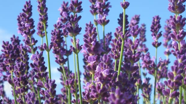 best-french-english-lavenders-lavender-lavendar-grow-in-zone-5-ontario-flowers-herbs