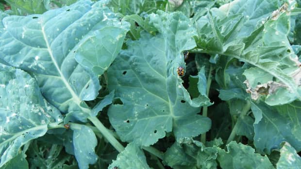 harlequin-cabbage-bug-another-form-of-stink-bug