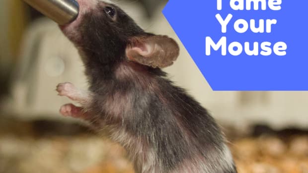 rush extremely Flashy Pet Mice: Guide to Caring for a Fancy Mouse - PetHelpful