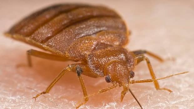 how-to-check-for-bed-bugs