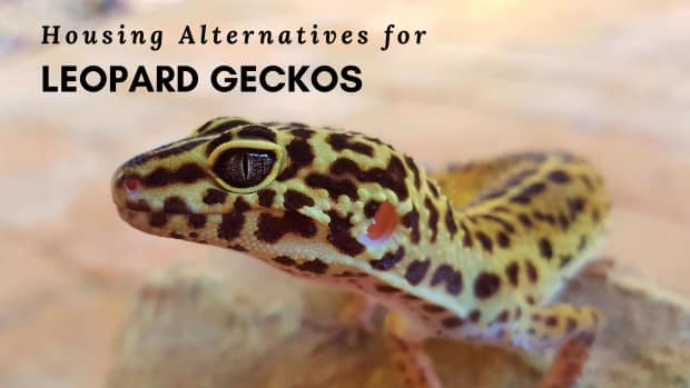 keeping-leopard-geckos-in-tubs