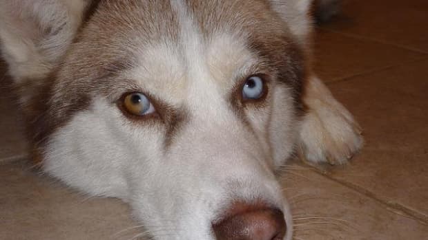 the-good-the-bad-and-the-ugly-of-siberian-husky-ownership