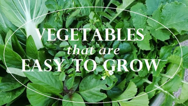 easy-to-grow-vegetables-in-containers