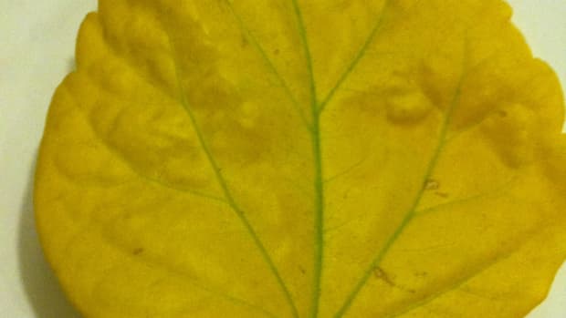 yellow-leaves-on-a-houseplant-whats-the-problem