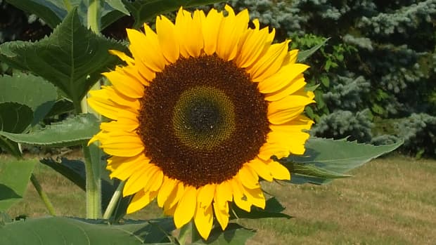 7-mistakes-to-avoid-when-harvesting-and-roasting-sunflowers