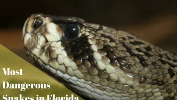 6-most-dangerous-snakes-in-florida