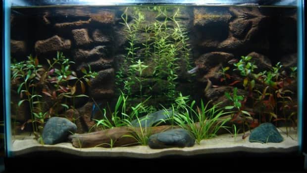 live-plants-in-aquariums-a-fish-guide
