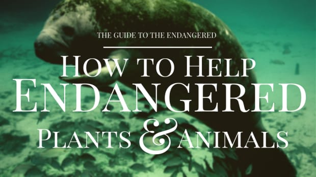 how-to-help-protect-endangered-species