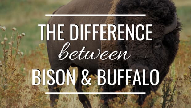 difference-between-bison-and-buffalo