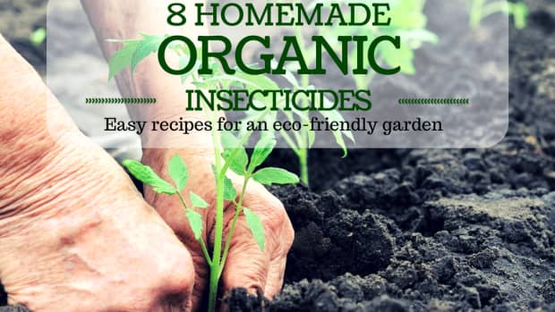 homemade-organic-insecticides