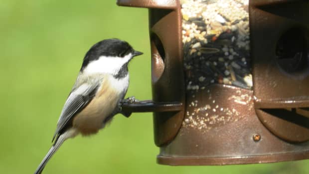 Blue Jay Facts, Pictures, and Behavior - Owlcation