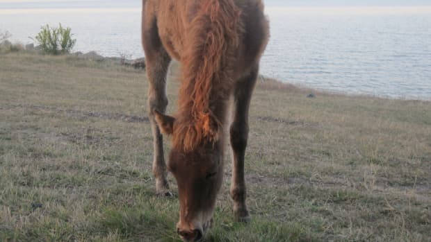 the-wild-horses-of-assateague-island-maryland