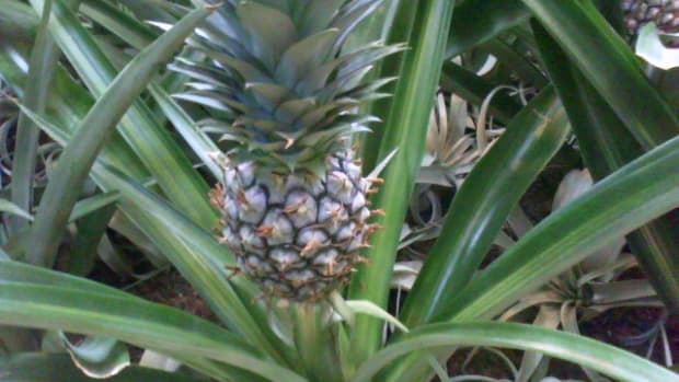 kids-science-grow-your-own-pineapple-plant