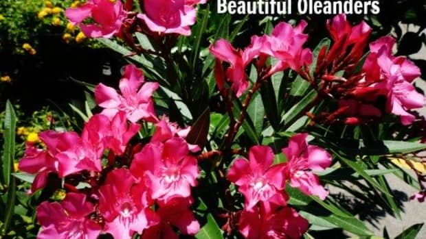 southern-beauty-oleander-pictures-hardy-and-evergreen-shrubs