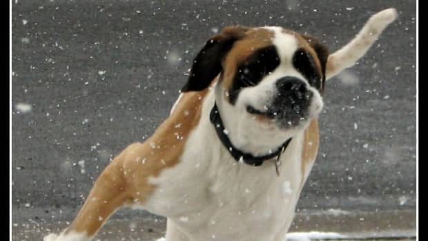 winter-dog-walks-keep-safe-and-healthy