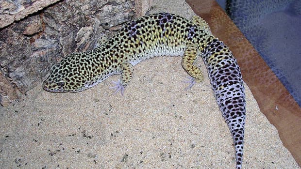 the-differences-between-african-fat-tails-and-leopard-geckos