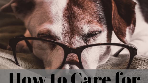 caring-for-an-aging-dog-tricks-your-old-dog-needs-you-to-learn