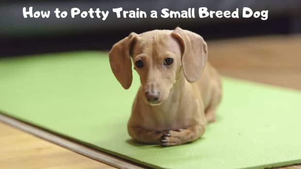 potty-training-advice-for-owners-of-small-breed-dogs