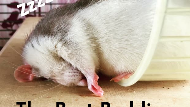 what-is-the-best-bedding-for-pet-rats