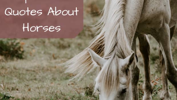 horse-quotes-from-famous-people