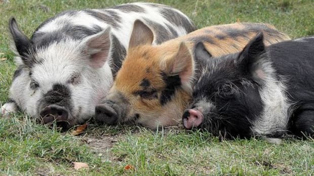5-common-myths-about-raising-pigs