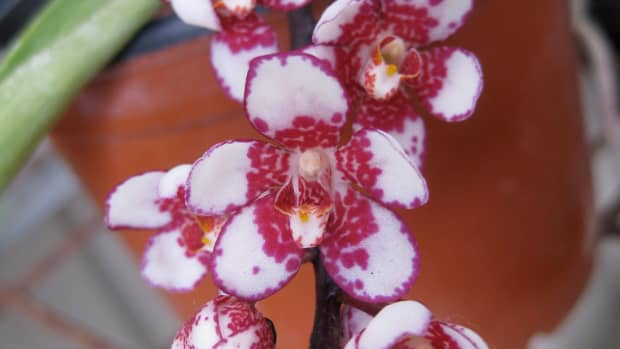 spectacular-flowering-and-easy-to-grow-the-sarcochilus-orchid