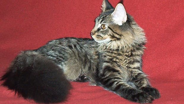 maine-coon-cats-health-problems