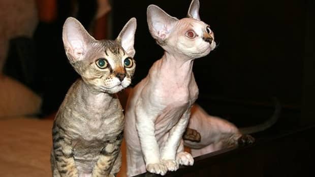 devon-rex-cats-best-choice-for-a-playful-and-vocal-cat