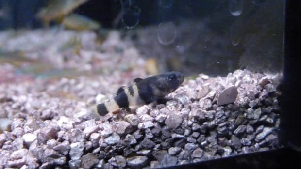 caring-for-the-freshwater-bumblebee-goby