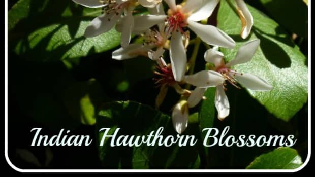 indian-hawthorne-drought-resistant-evergreen-flowering-shrubs