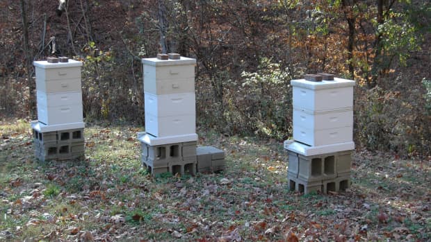 beehives-a-guide-to-choosing-the-right-size-boxes